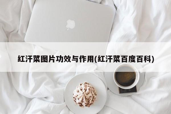 红汗菜图片功效与作用(红汗菜百度百科)